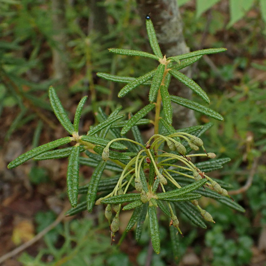 Image of Ledum palustre specimen.