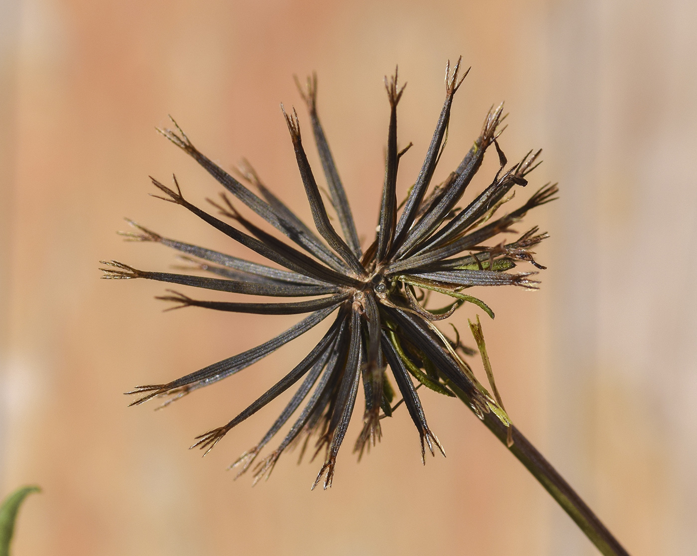 Image of Bidens subalternans specimen.
