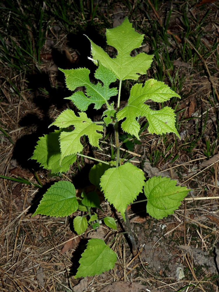 Изображение особи Broussonetia papyrifera.