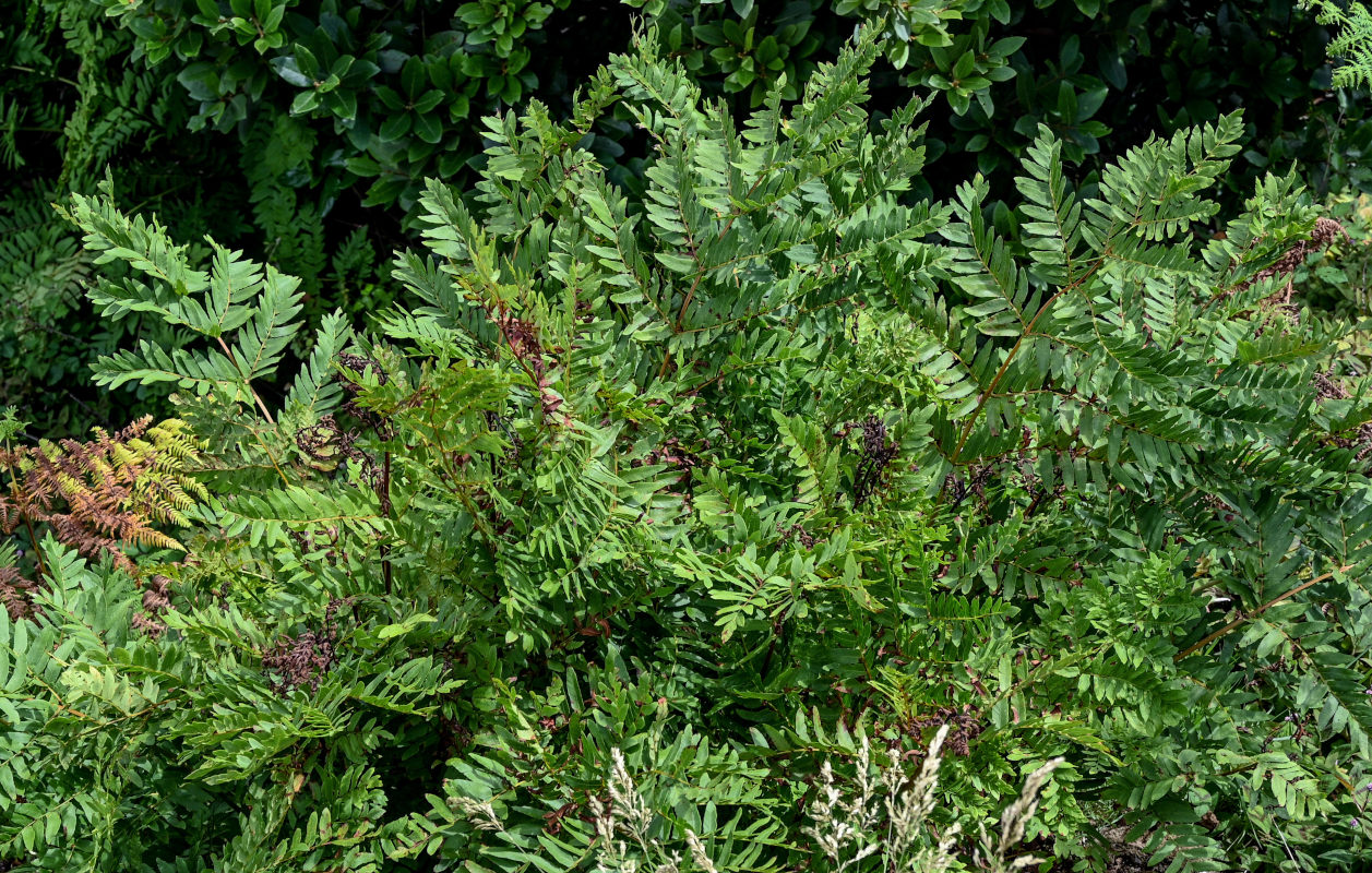 Image of Osmunda japonica specimen.