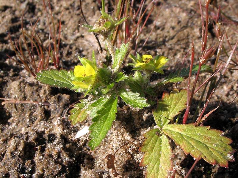 Изображение особи Potentilla norvegica.