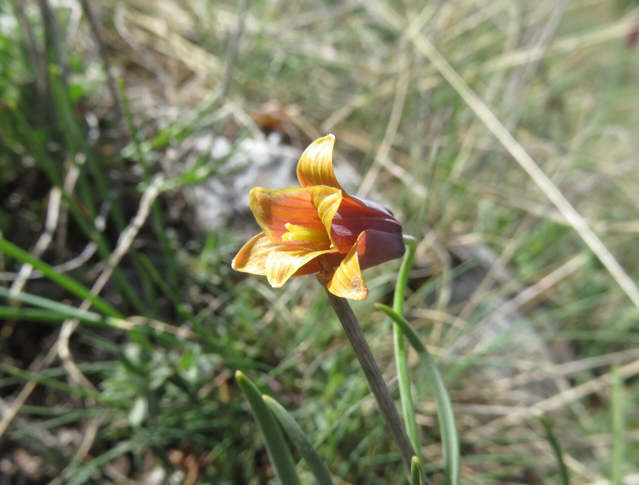 Изображение особи Fritillaria drenovskii.