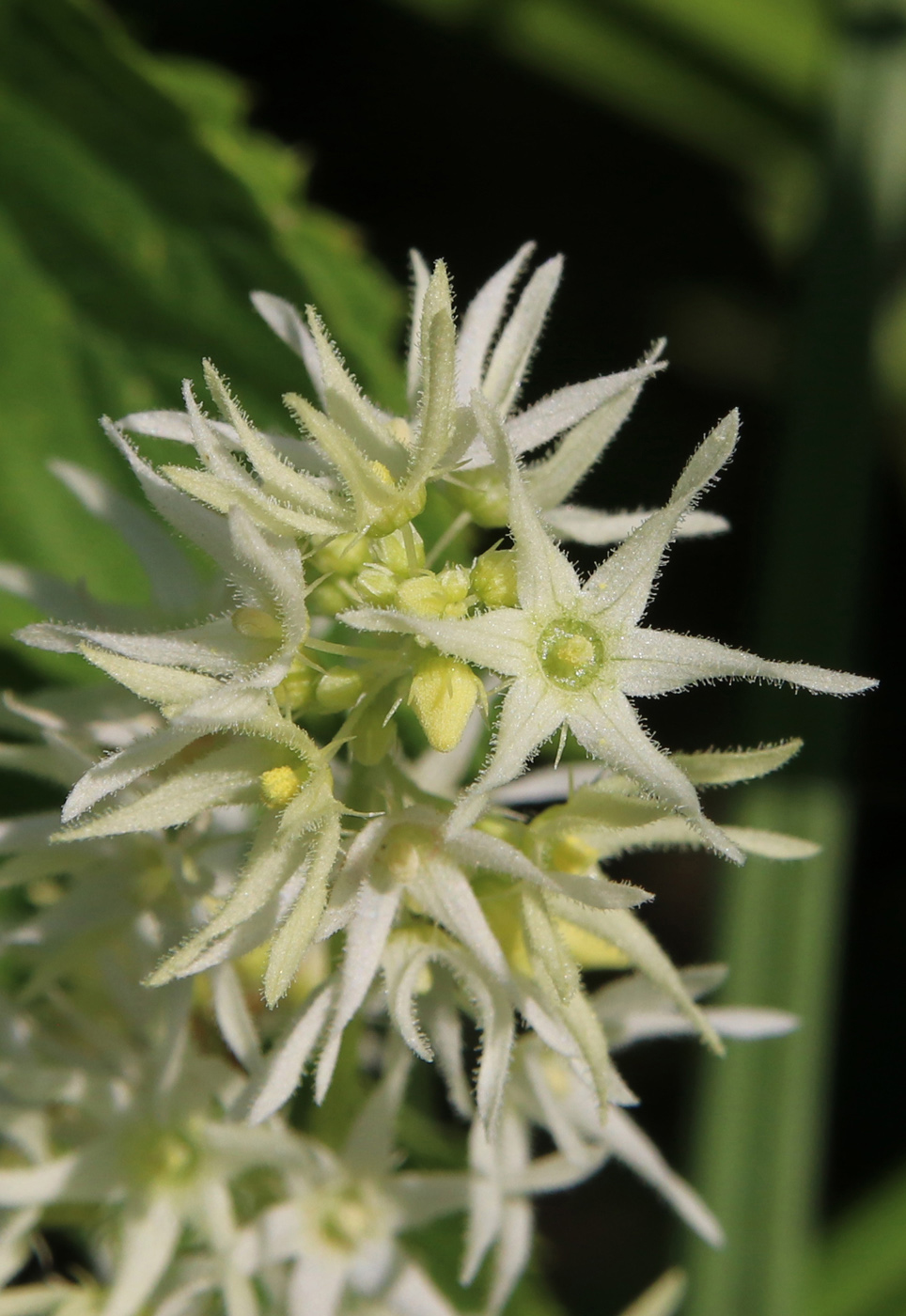 Image of Echinocystis lobata specimen.