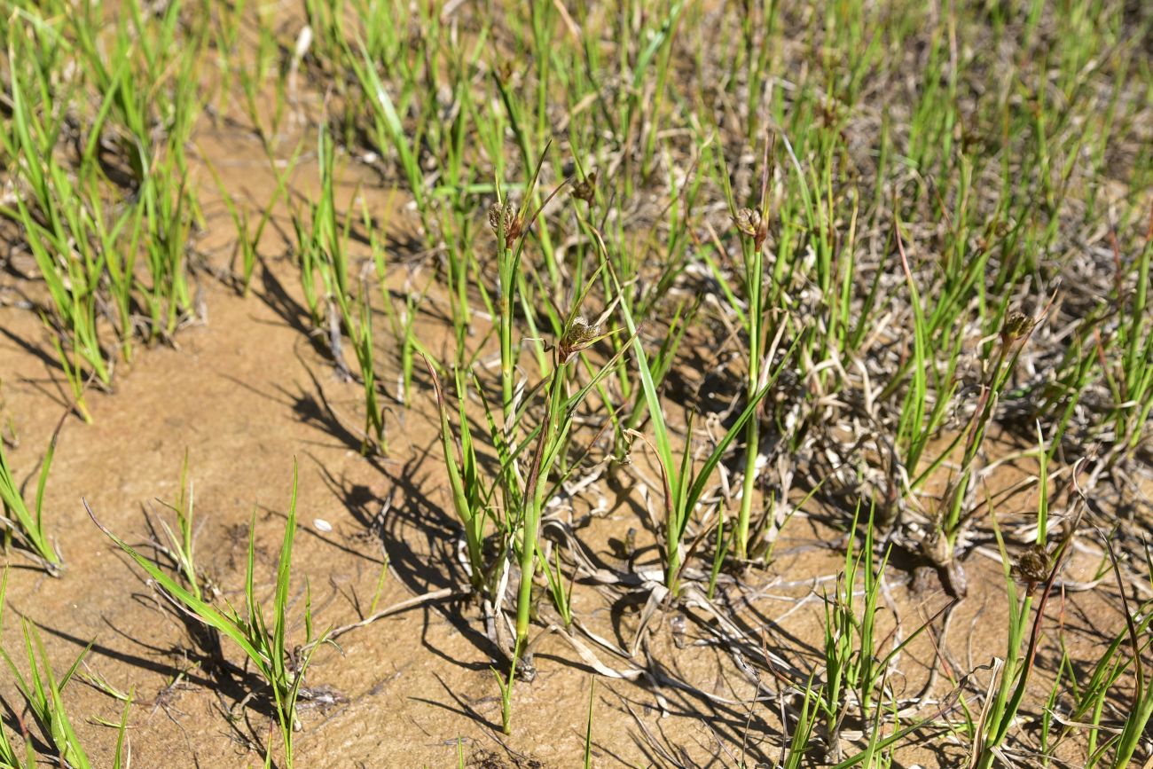 Изображение особи семейство Cyperaceae.