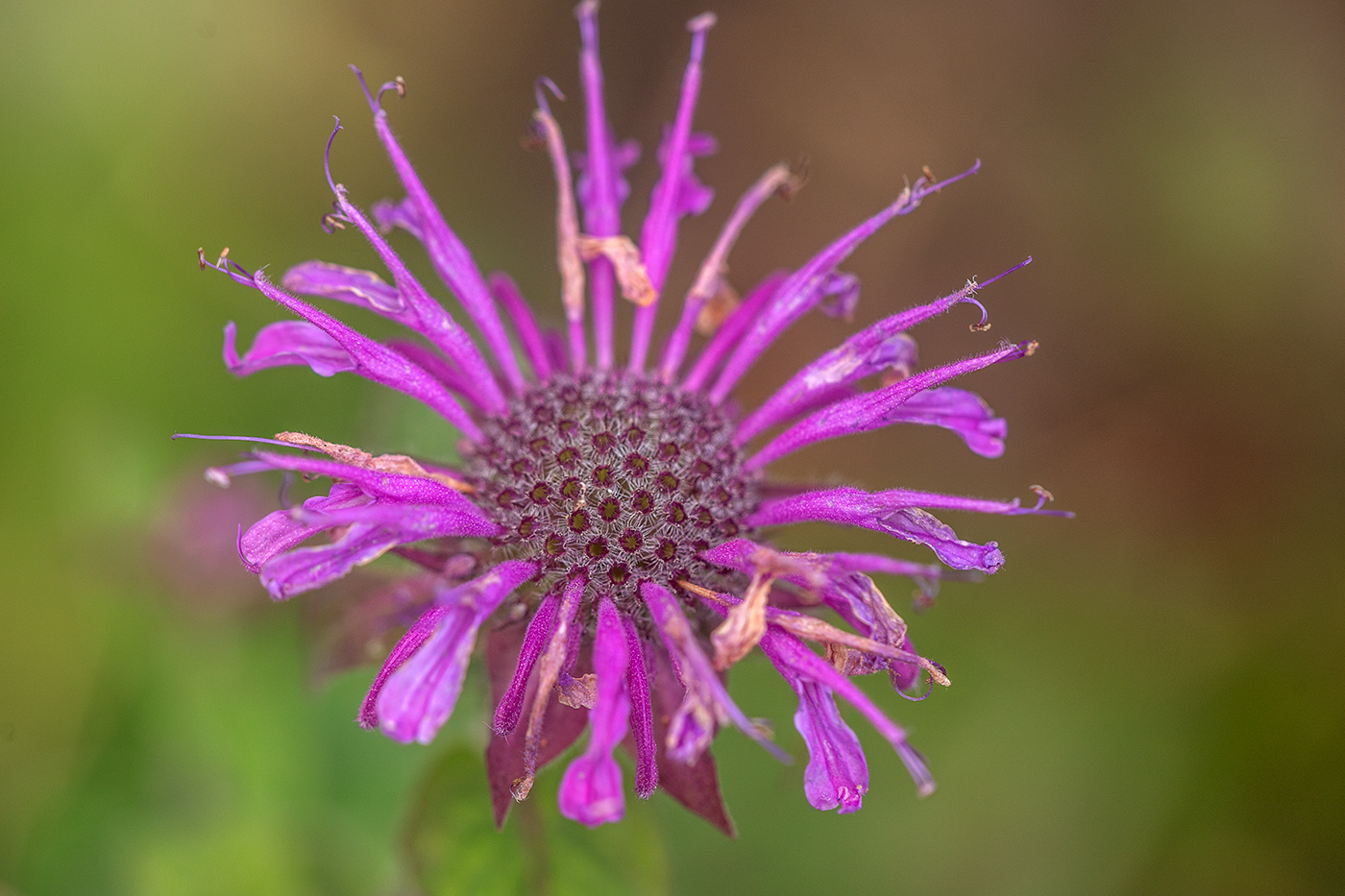 Изображение особи род Monarda.