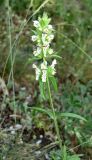 Stachys atherocalyx