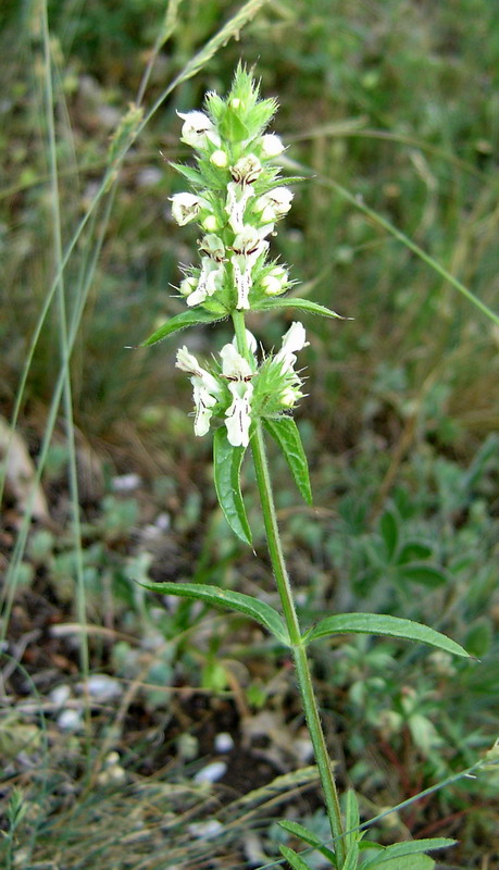 Image of Stachys atherocalyx specimen.