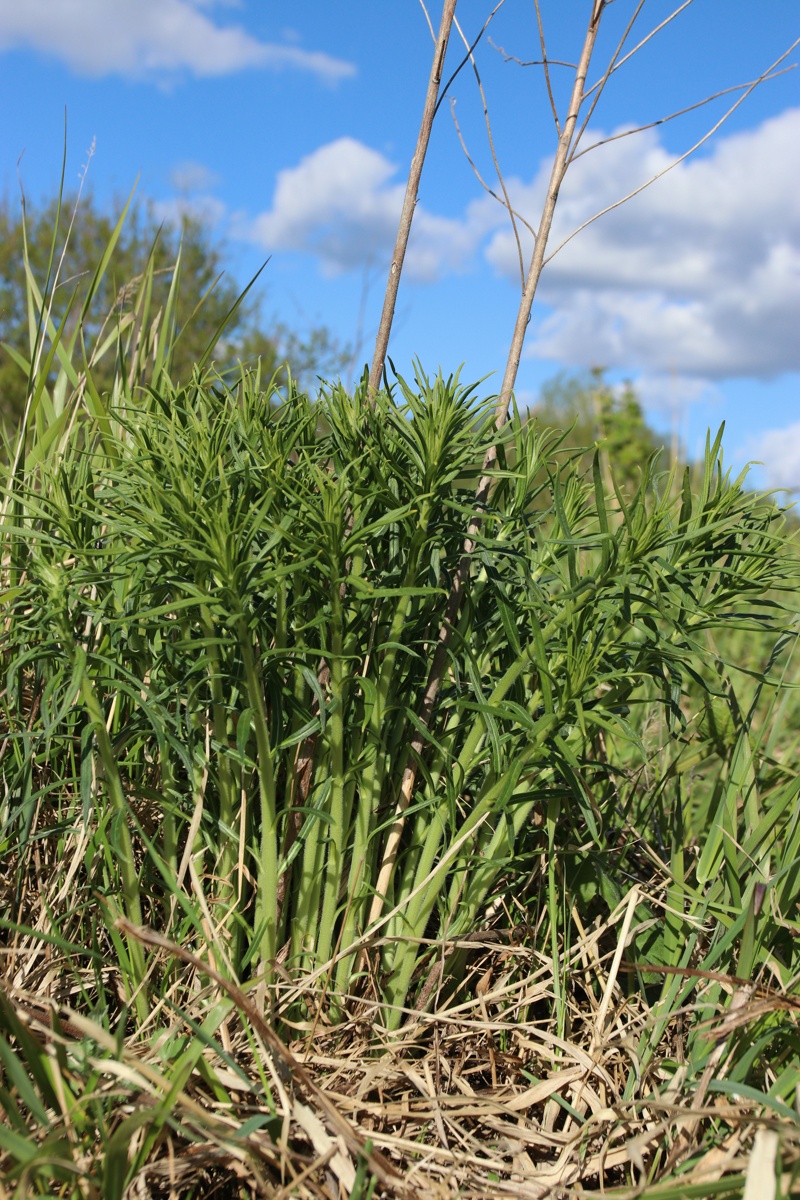 Изображение особи Lithospermum officinale.