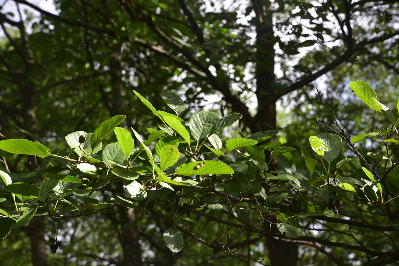 Изображение особи род Alnus.
