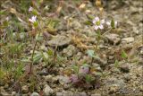 Cerastium pseudobulgaricum