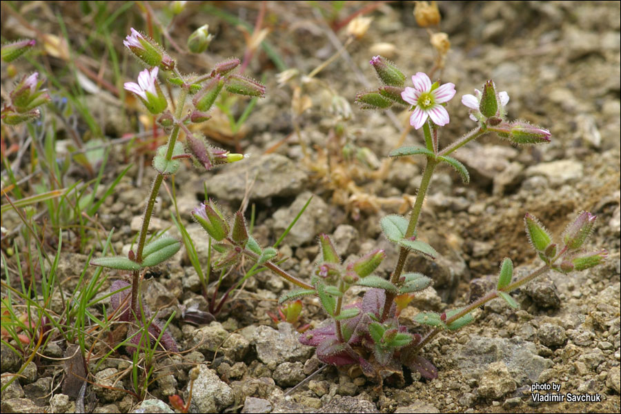 Image of Cerastium pseudobulgaricum specimen.