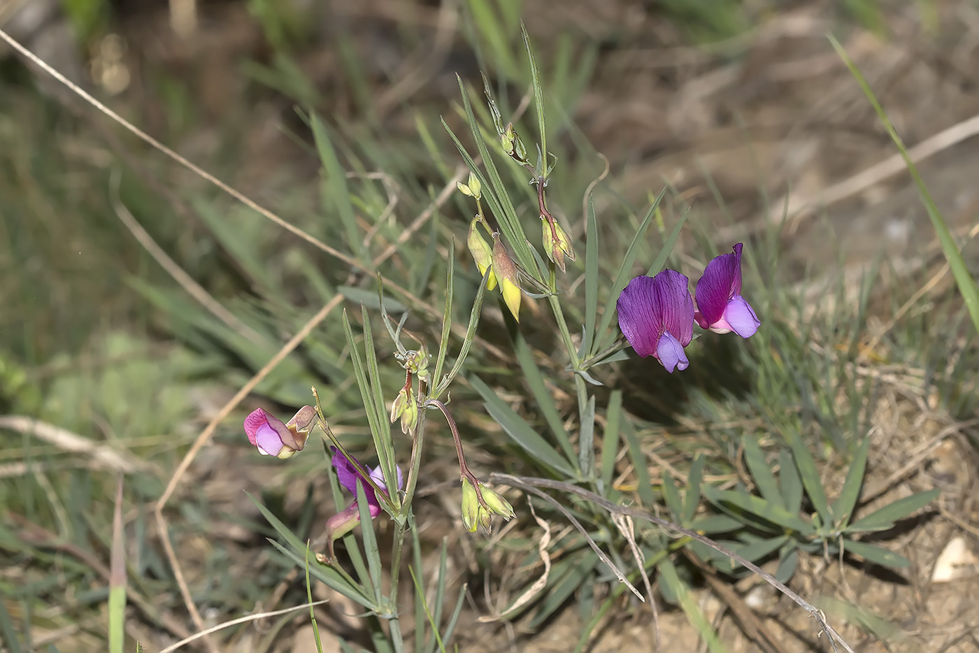Изображение особи Lathyrus digitatus.