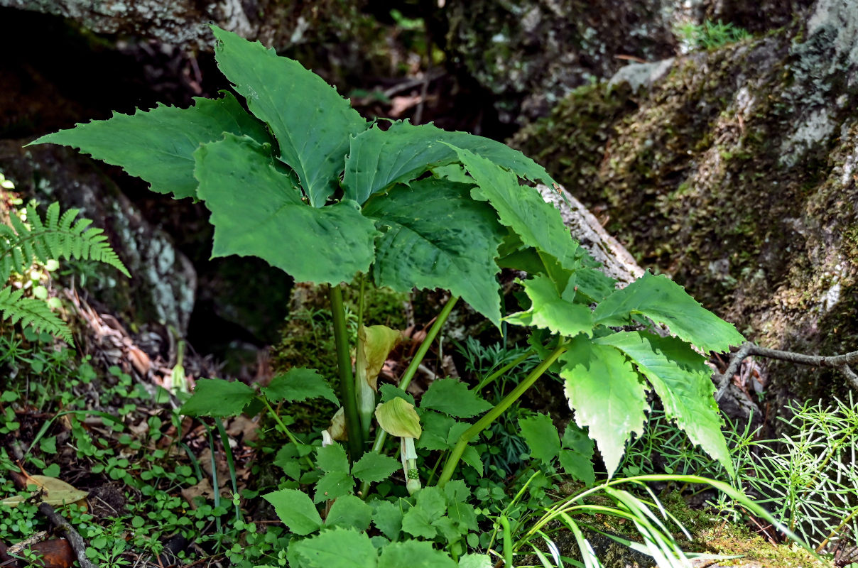 Изображение особи Arisaema bockii.