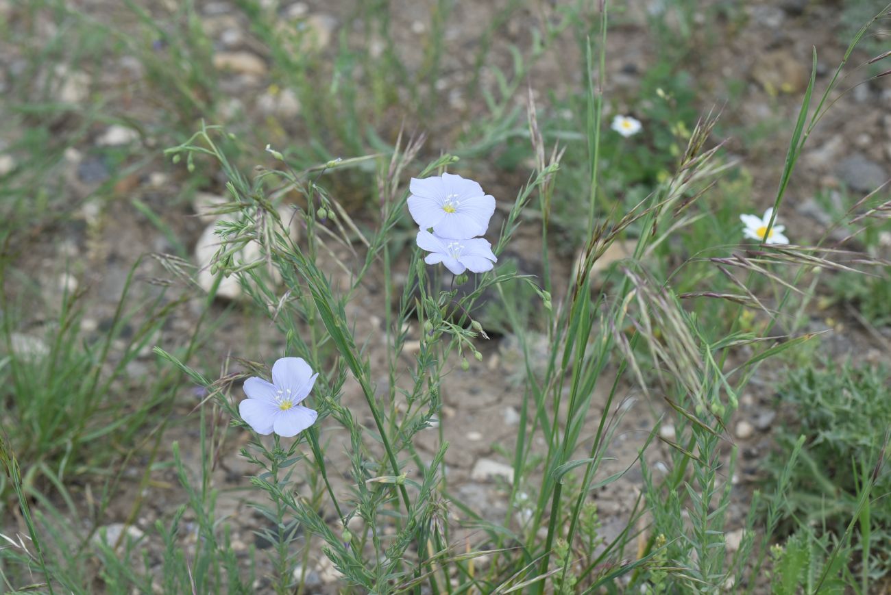 Image of genus Linum specimen.