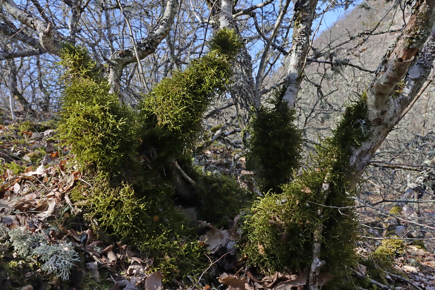 Image of Antitrichia curtipendula specimen.