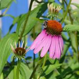 Echinacea purpurea. Верхушки побегов с цветущим и развивающимися соцветиями. Североуральск, дачный участок. 22.08.2022.