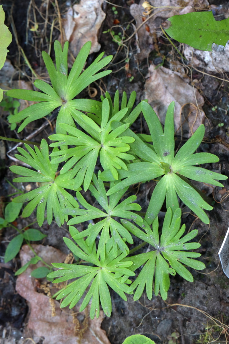 Изображение особи Eranthis hyemalis.