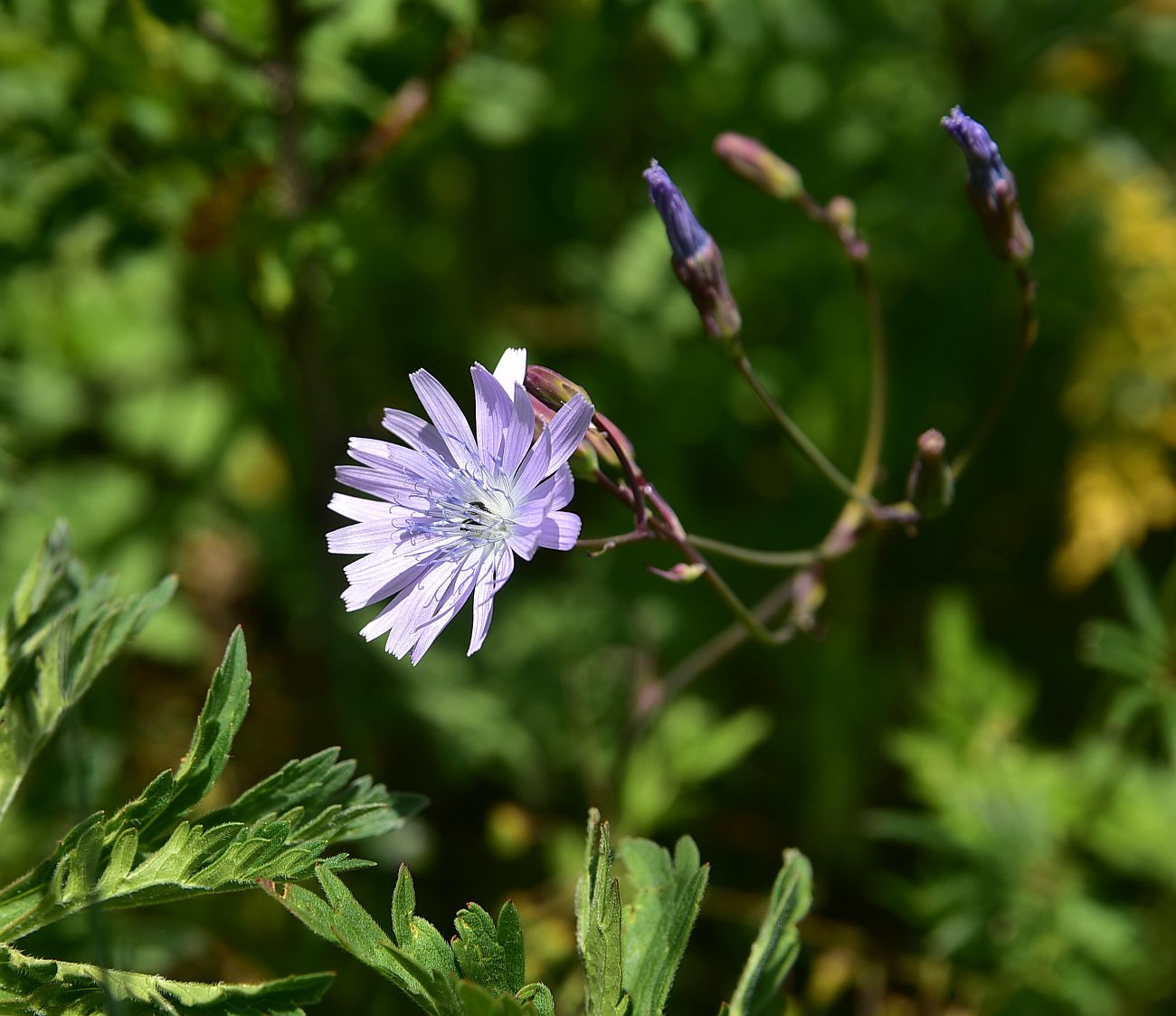 Image of Cicerbita racemosa specimen.