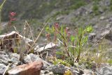 Saxifraga kolenatiana. Цветущие растения. Кабардино-Балкария, Приэльбрусье, лев. берег р. Шхельда в 1,2 км выше ур. Улыбка Шхельды, среди камней. 23 июня 2025 г.