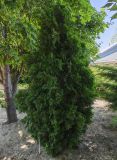 Thuja occidentalis. Вегетирующее растение ('Douglasii Pyramidalis'). Волгоград, Волгоградский региональный ботанический сад. 23.05.2026.