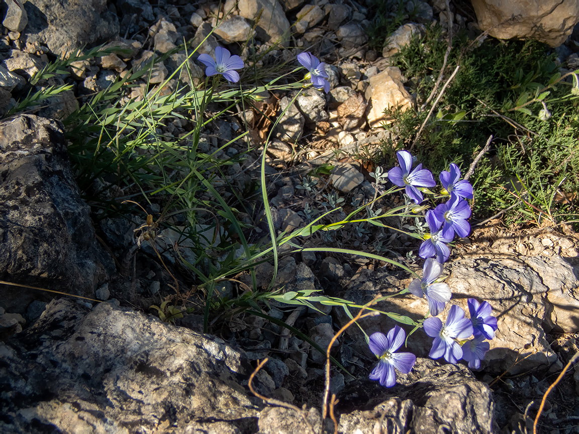 Изображение особи Linum squamulosum.