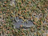 Ephedra fedtschenkoae. Цветущее с микростробилами. Таджикистан, Горно-Бадахшанская автономная обл., Рушанский р-н, хр. Музкол, Сарезское оз., пик Обзорный, ≈ 4426 м н.у.м., скопление мелкозёма среди камней на вершине горы. 24 июня 2026 г.