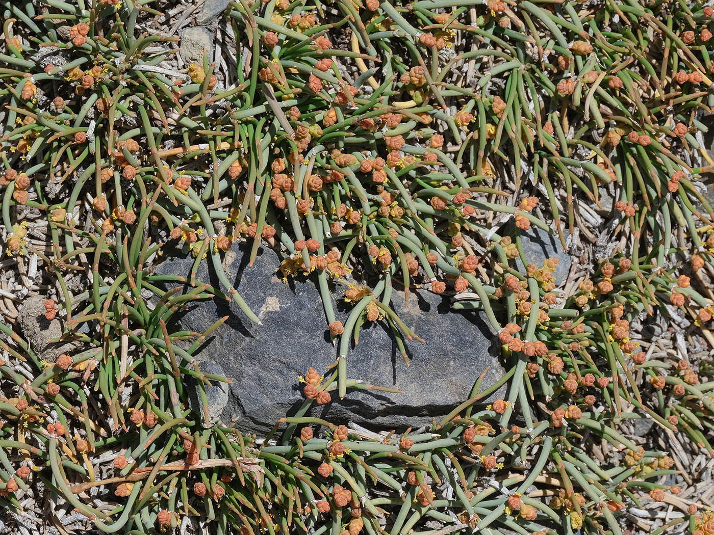 Image of Ephedra fedtschenkoae specimen.