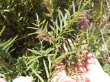 Hedysarum razoumowianum. Ветвь с листьями. Казахстан, Актюбинская обл., г. Актобе, окр. жилого массива \"Акшат\", северный склон холма, разнотравно-ковыльная степь на обнажении известняков. 21.05.2026.