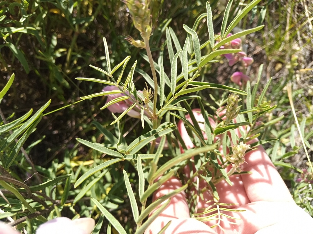 Image of Hedysarum razoumowianum specimen.