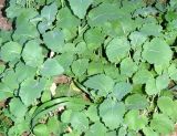 Brassica oleracea. Вегетирующие растения. Узбекистан, г. Ташкент, Ботанический сад им. Ф.Н. Русанова, обочина тротуара. 05.04.2026.