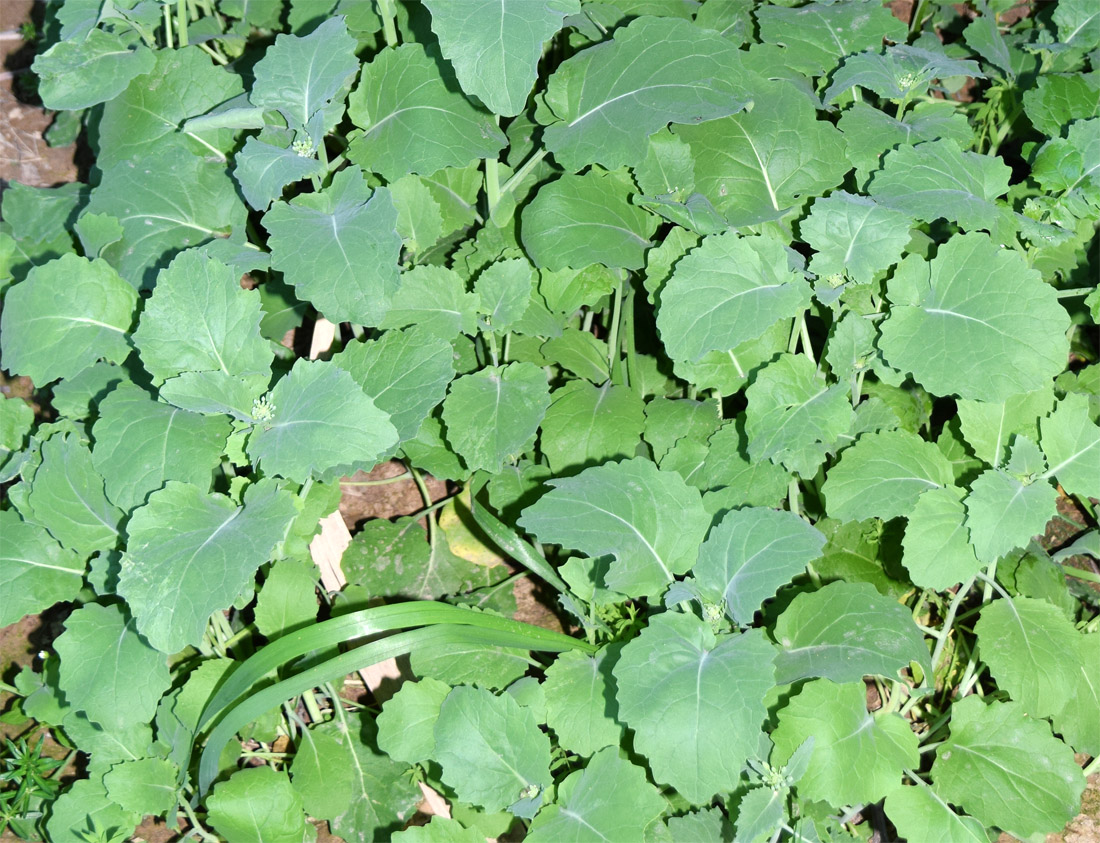 Image of Brassica oleracea specimen.