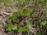 Menispermum dauricum. Часть вегетирующего растения. Хабаровский край, г. Комсомольск-на-Амуре, берег р. Амур (Совхозная протока). 28.05.2026.