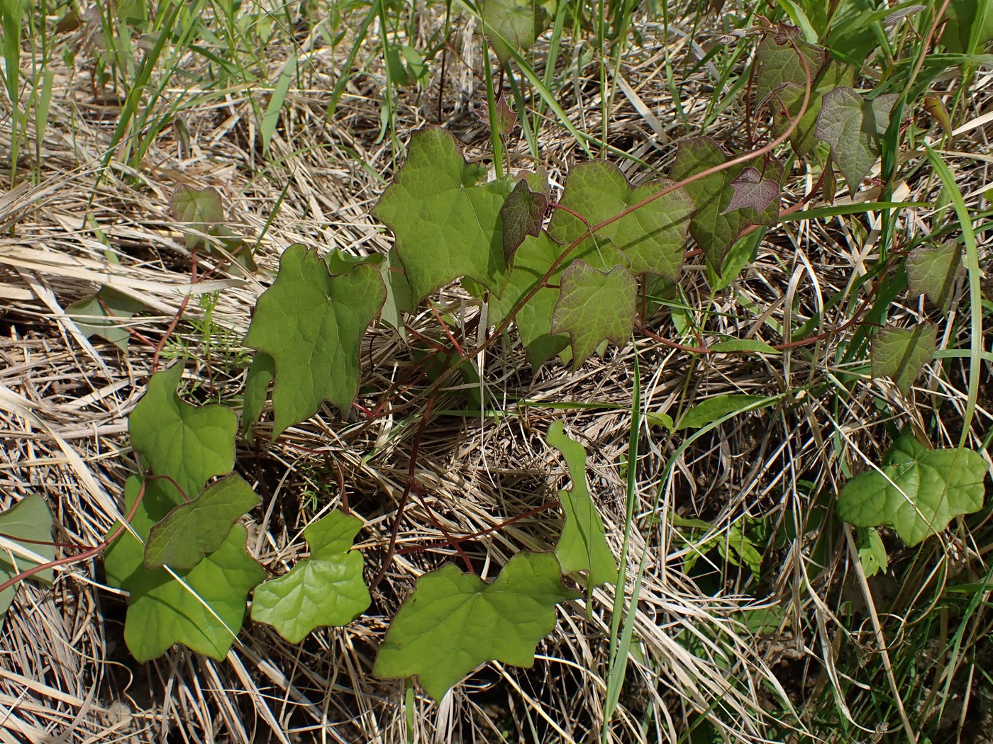 Image of Menispermum dauricum specimen.
