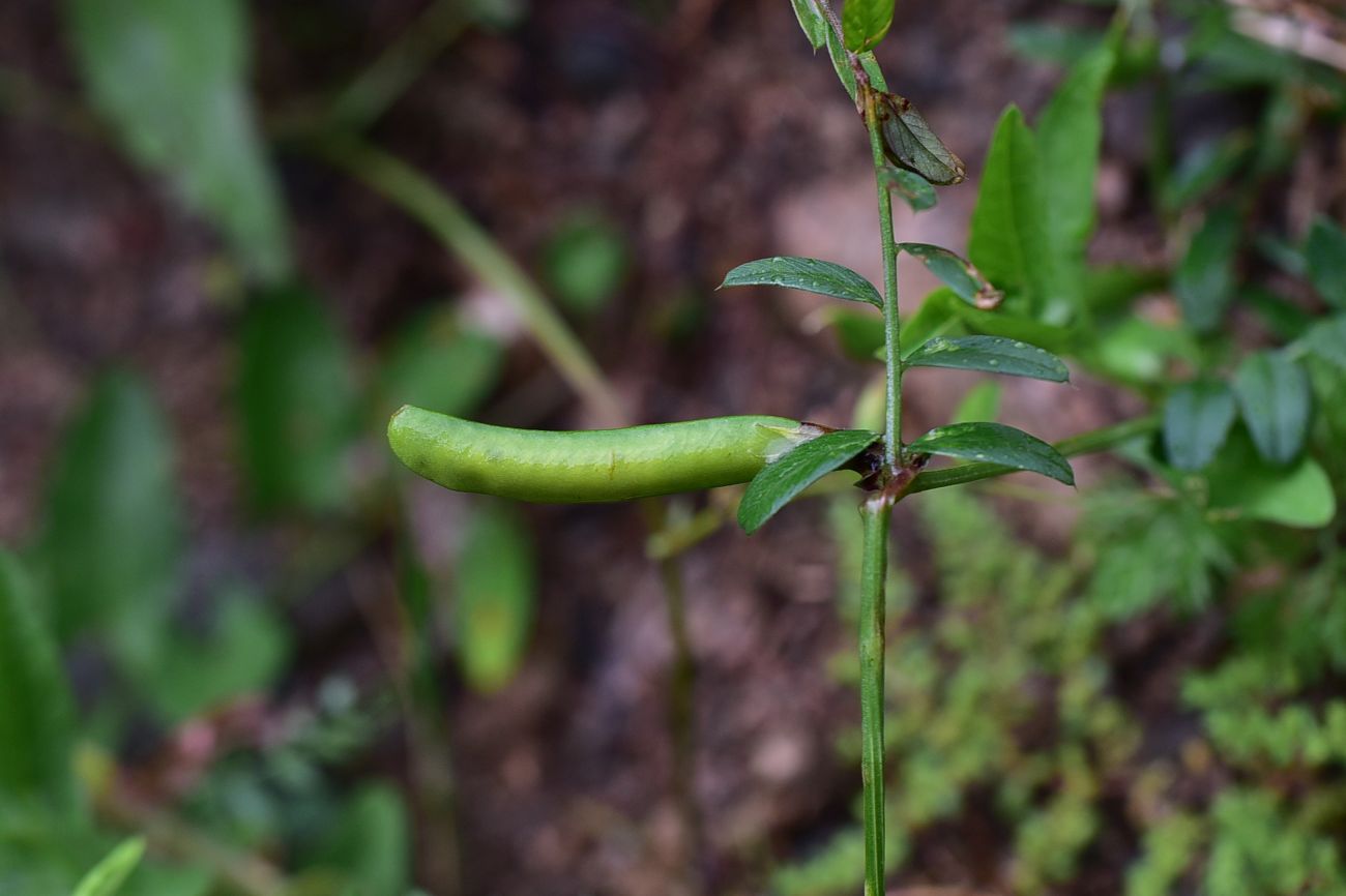 Image of genus Vicia specimen.