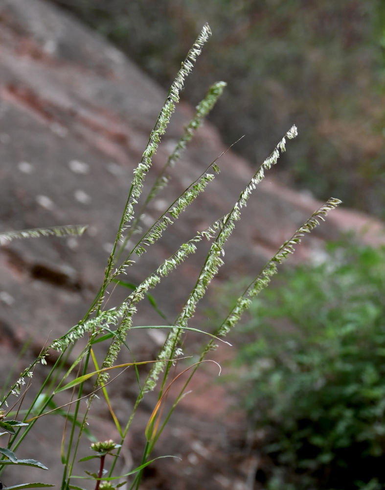 Image of Melica scabrosa specimen.