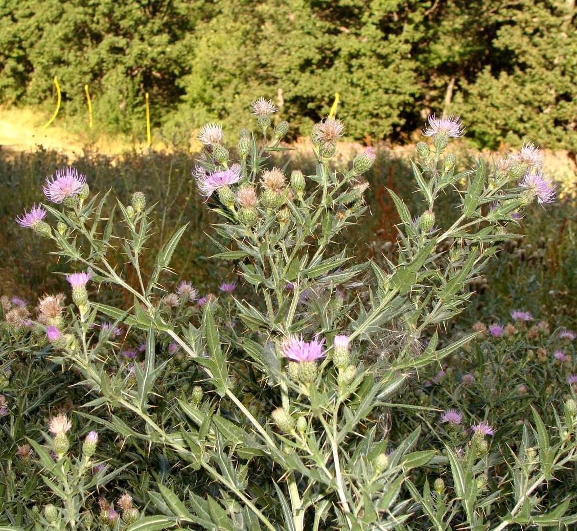 Image of genus Cirsium specimen.