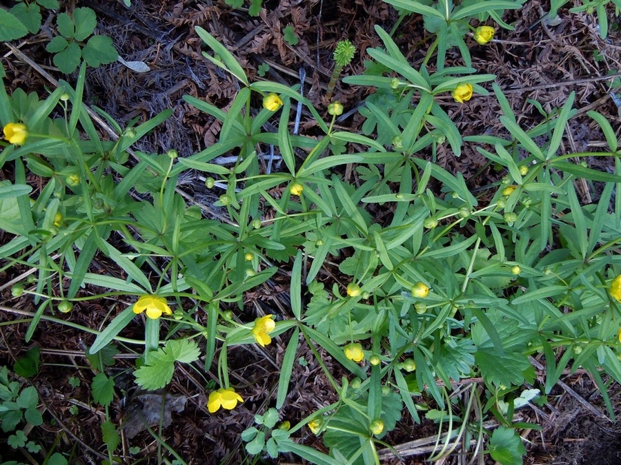 Изображение особи Ranunculus monophyllus.