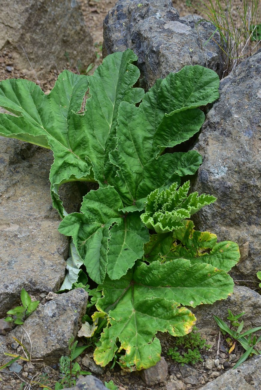 Image of Unknown species specimen.