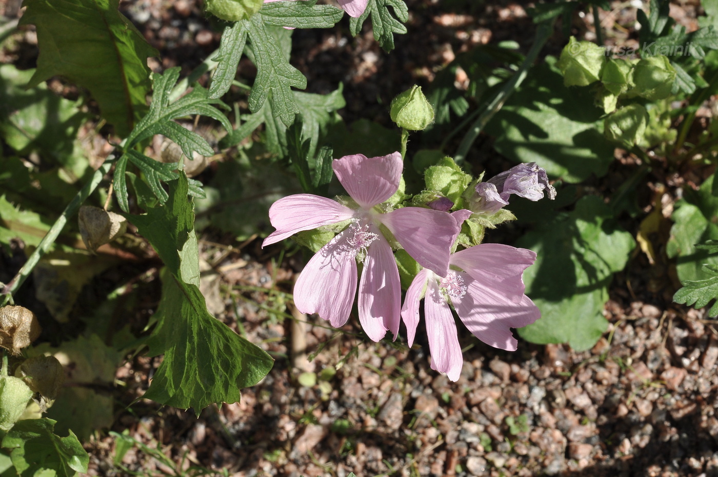 Изображение особи Malva moschata.