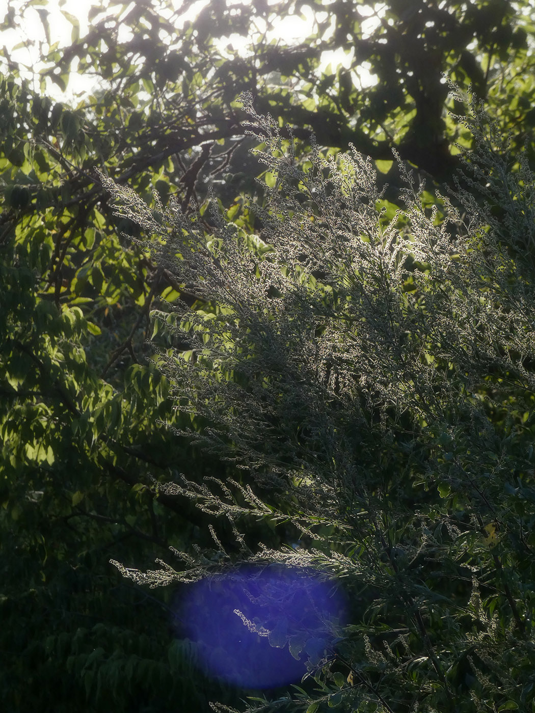 Image of Unknown species specimen.
