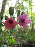 Pulmonaria obscura