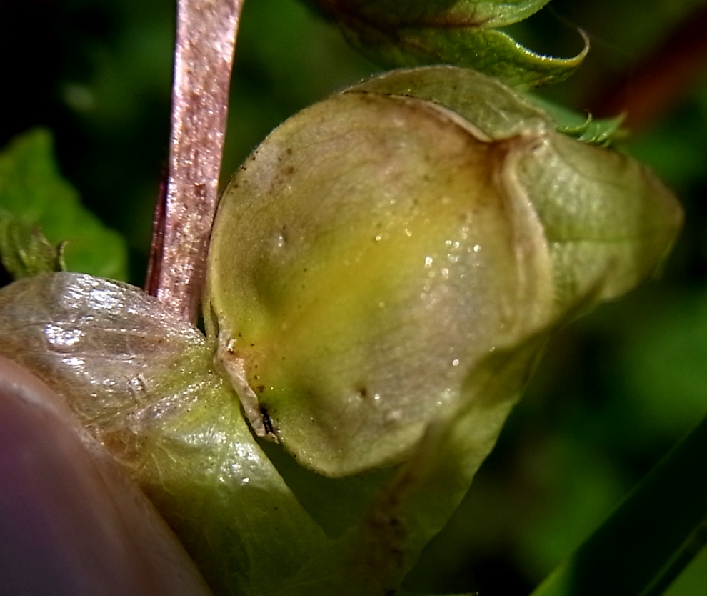 Изображение особи Rhinanthus glacialis ssp. subalpinus.