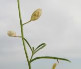 Meniocus linifolius. Часть себля с плодами и листьями. Краснодарский край, Кущёвский р-н, станица Шкуринская, сухой склон над рекой Ея. 29.05.2011.