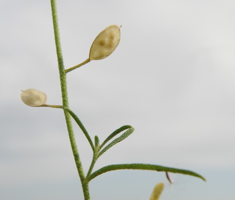 Image of Meniocus linifolius specimen.