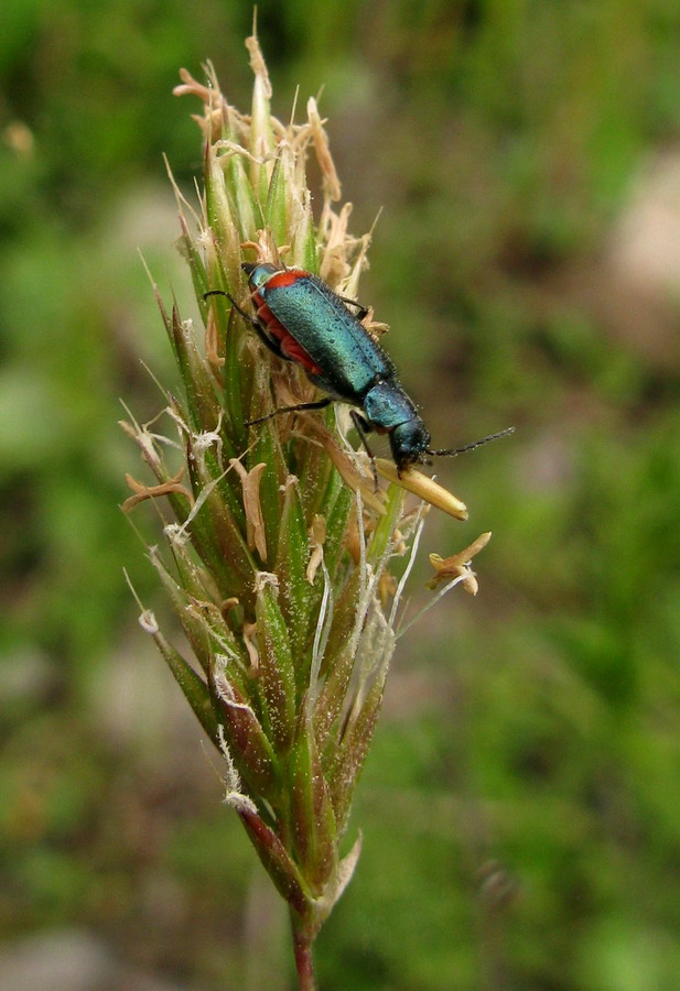 Image of Anthoxanthum odoratum specimen.