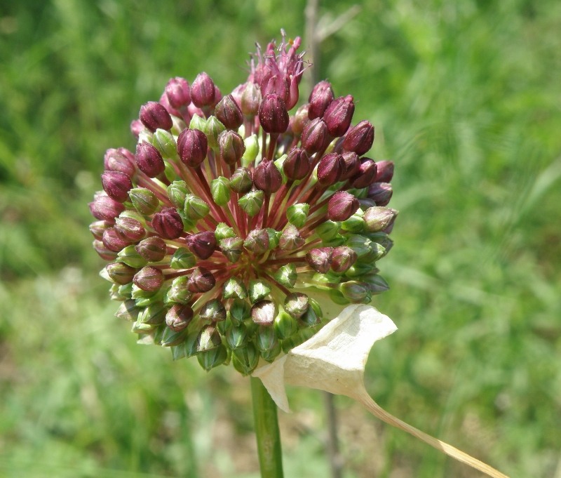 Image of Allium atroviolaceum specimen.