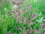 Calamagrostis epigeios