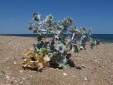 Eryngium maritimum. Цветущее растение. Восточный Крым, окр. пос. Приморский, песчаный пляж. 26.06.2019.