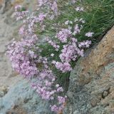 Gypsophila patrinii. Верхушка цветущего растения. Иркутская обл., озеро Байкал, Малое Море, бухта Базарная. 22.07.2011.