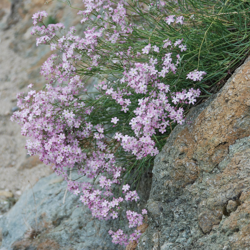 Image of Gypsophila patrinii specimen.